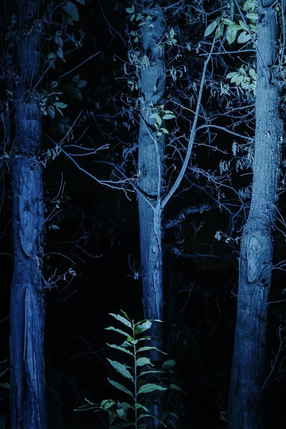 photo: Domenico Lanaia